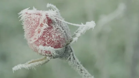Frozen red rose Stock Footage 83780798