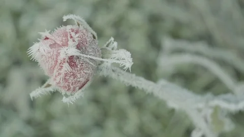 Frozen red rose Stock Footage 83780800