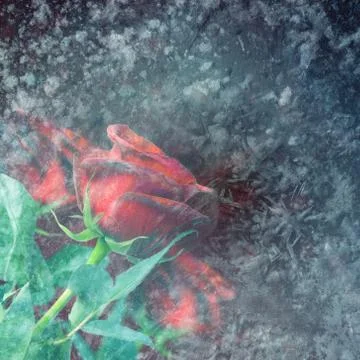 Frozen red roses Stock Photos
