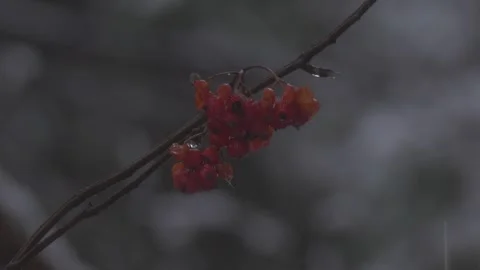 Frozen red rower on the branch Stock Footage 301806648
