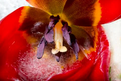 Frozen red tulip Stock Photos