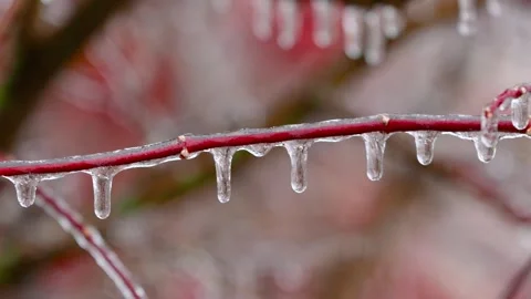 Frozen red twig covered with icicles after winter ice storm Stock Footage 329663515