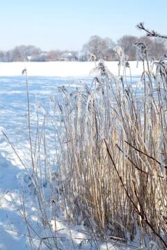Frozen reed in the snow Foto stock