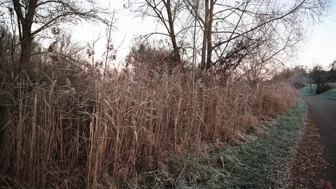 Frozen reed at the wayside on a cold winter morning Stock Footage 120951538
