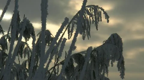 Frozen Reeds and Dramatic Sky at Sunset - Northern Germany Stockbeeldmateriaal 12652923