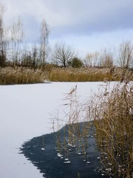 Frozen Reeds and Icy Patch on Pogoria 3 Lake, Poland Stock Photos