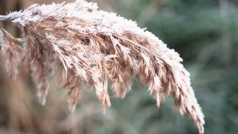 Frozen reeds in the closeup Stock Footage 120952379
