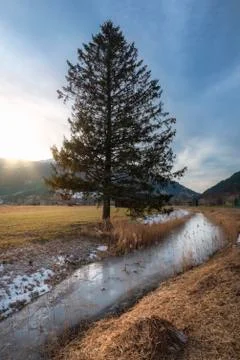 Frozen river and tree at sunset in winter Stock Photos