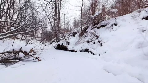 Frozen river channel in leafless forest Stock Footage 323338888