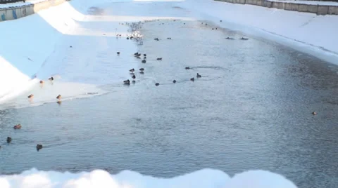 Frozen River With Ducks And Seagulls Stock-Footage 34972915