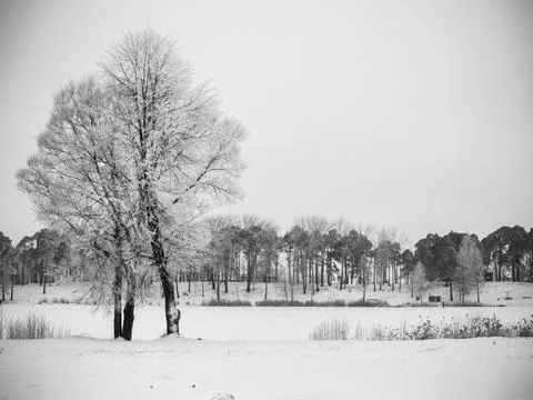 The frozen river. in the foreground is a lonely tree Stock Photos