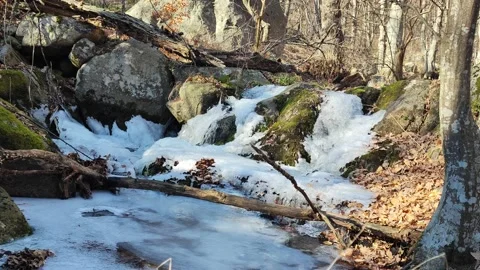 Frozen River Forest Ice Trees  Stock Footage 233162476