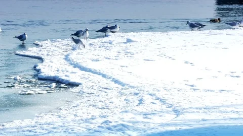 Frozen River with Icebergs in Winter Stock-Footage 71792297