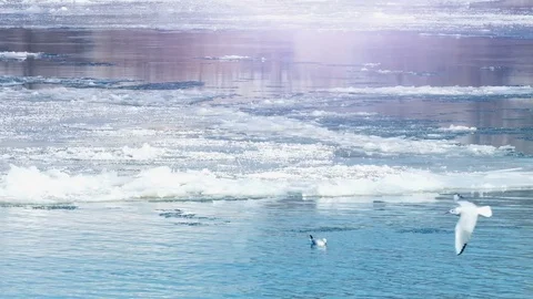Frozen River with Icebergs in Winter Stock-Footage 71792534