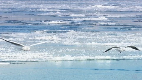 Frozen River with Icebergs in Winter 스톡 동영상 72093526