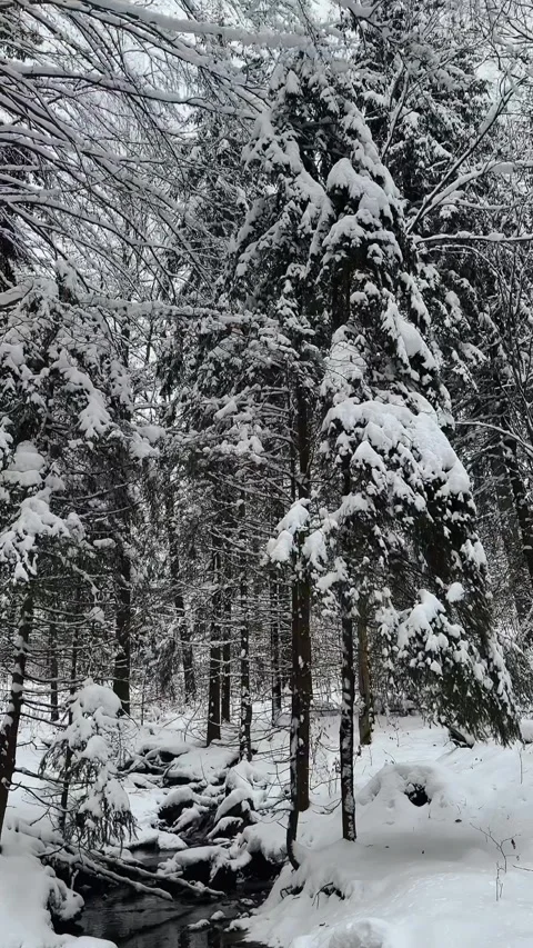 Frozen River in a Snowy Forest Stock Footage 303169154