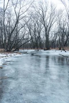 Frozen river surrounded by leafless trees in the forest at DuPage County, Illino Stock Photos
