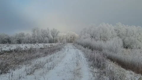 Frozen road and trees. Winter landscape Video stock 220169721
