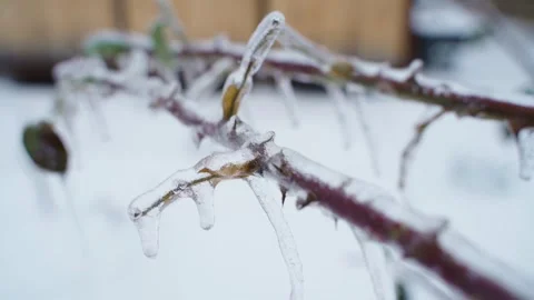 Frozen rose branches covered with ice and icicles after freezing rain 库存影片 341407041