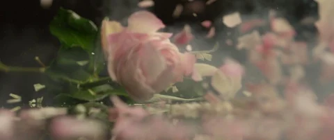 Frozen rose breaks on a dark surface and breaks into small pieces Stock Footage 106005561