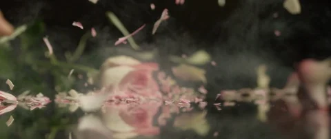 Frozen rose breaks on a dark surface and breaks into small pieces Stock Footage 106005614
