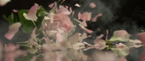 Frozen rose breaks on a dark surface and breaks into small pieces Stock Footage 106005698