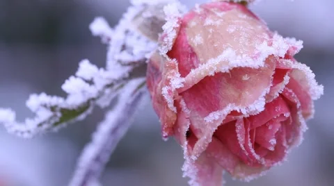 Frozen rose Stock Footage 974604