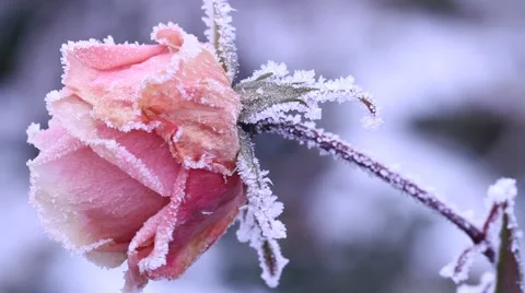 Frozen rose Stock Footage 974633