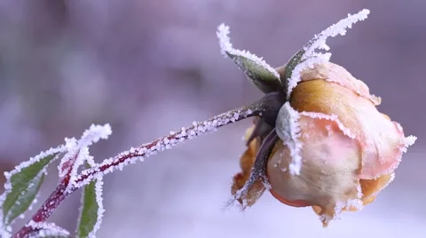 Frozen rose Stock Footage 974682