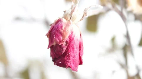 Frozen rose Video stock 46052912