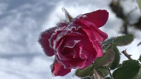 Frozen rose Stock Footage
