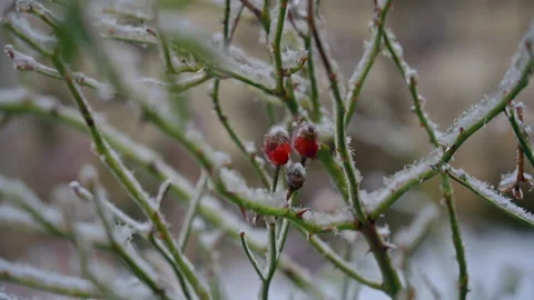FROZEN ROSE-HIP Stock Footage 331093202