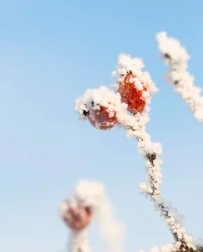 Frozen rose-hips covered with ice Stock Photos