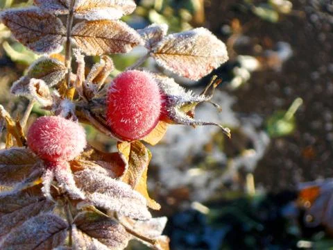 Frozen rose hips in macro image Stock Photos