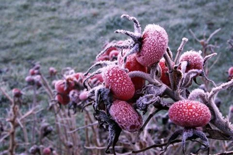 Frozen Rose Hips Stock Photos