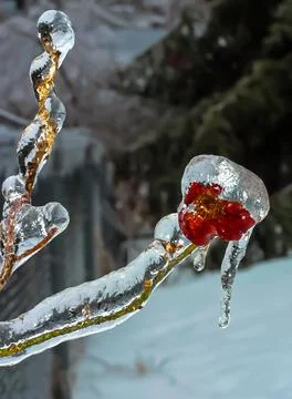 Frozen Rose Foto stock