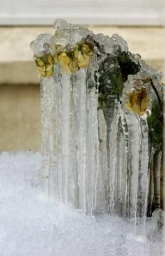 Frozen in roses Stock Photos