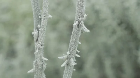 Frozen roses stem Stock Footage 83781106