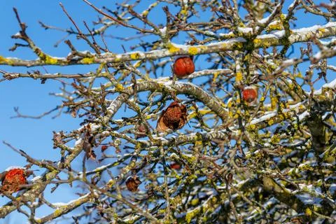 Frozen rotten apples remaining on bare winter tree branches Stock Photos
