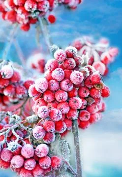 Frozen rowan berries Stock Photos