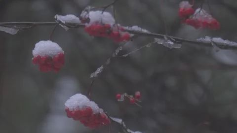 Frozen rowan berry bunches Stock Footage 301806730