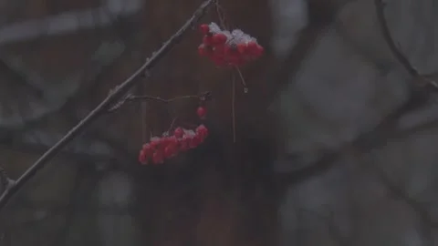 Frozen rowan on the branch Stock Footage 301806702