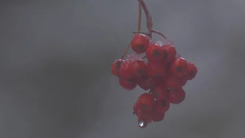 Frozen rowan close-up Stock Footage 301806675