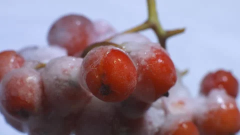 Frozen rowan Stock Footage 187812842