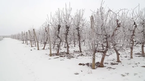 Frozen rows in apple orchard Stock-Footage 71926580