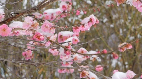Frozen sakura Stock Footage 104372609