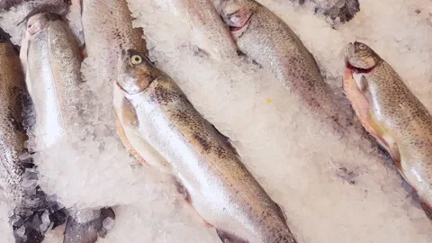 Frozen salmon lying on ice at fish market zoom out Video stock 144074763