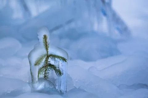 Frozen seedling of tree. Stock Photos