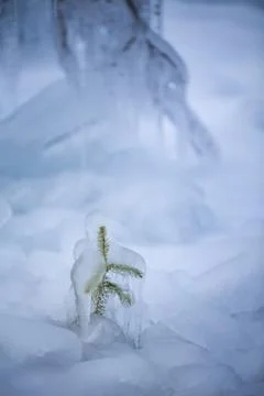 Frozen seedling of tree. Stock Photos