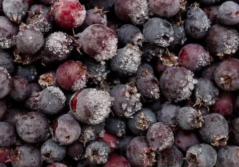 Frozen serviceberry Stock Photos